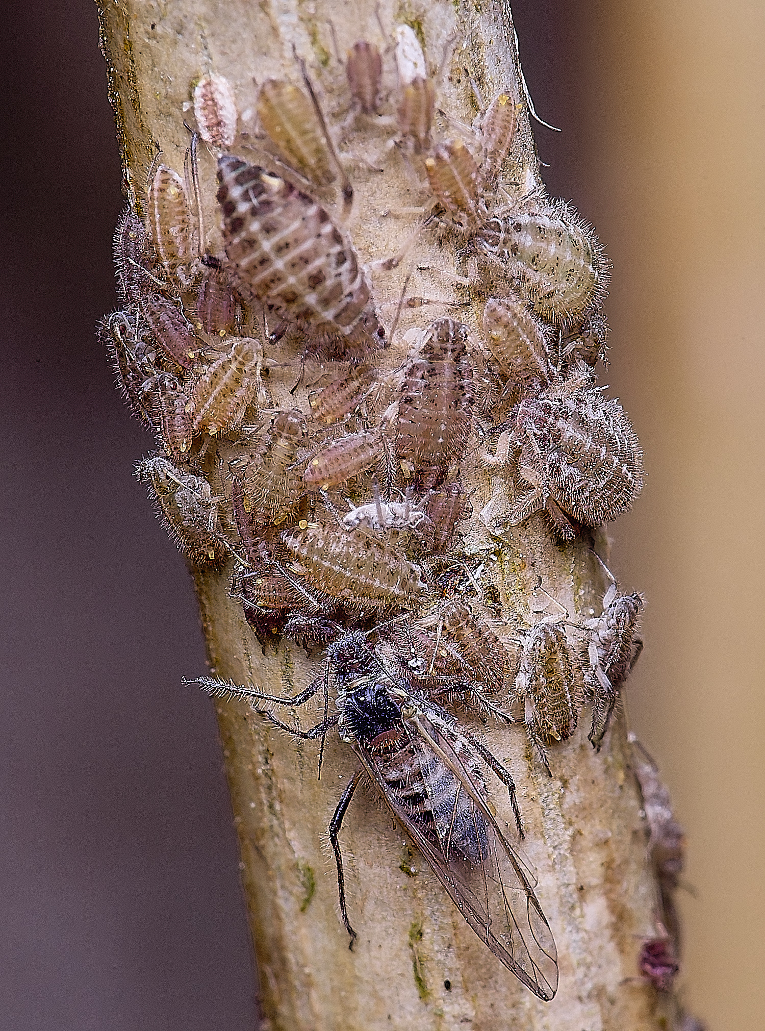 NorwichPoplarAphid200525-4