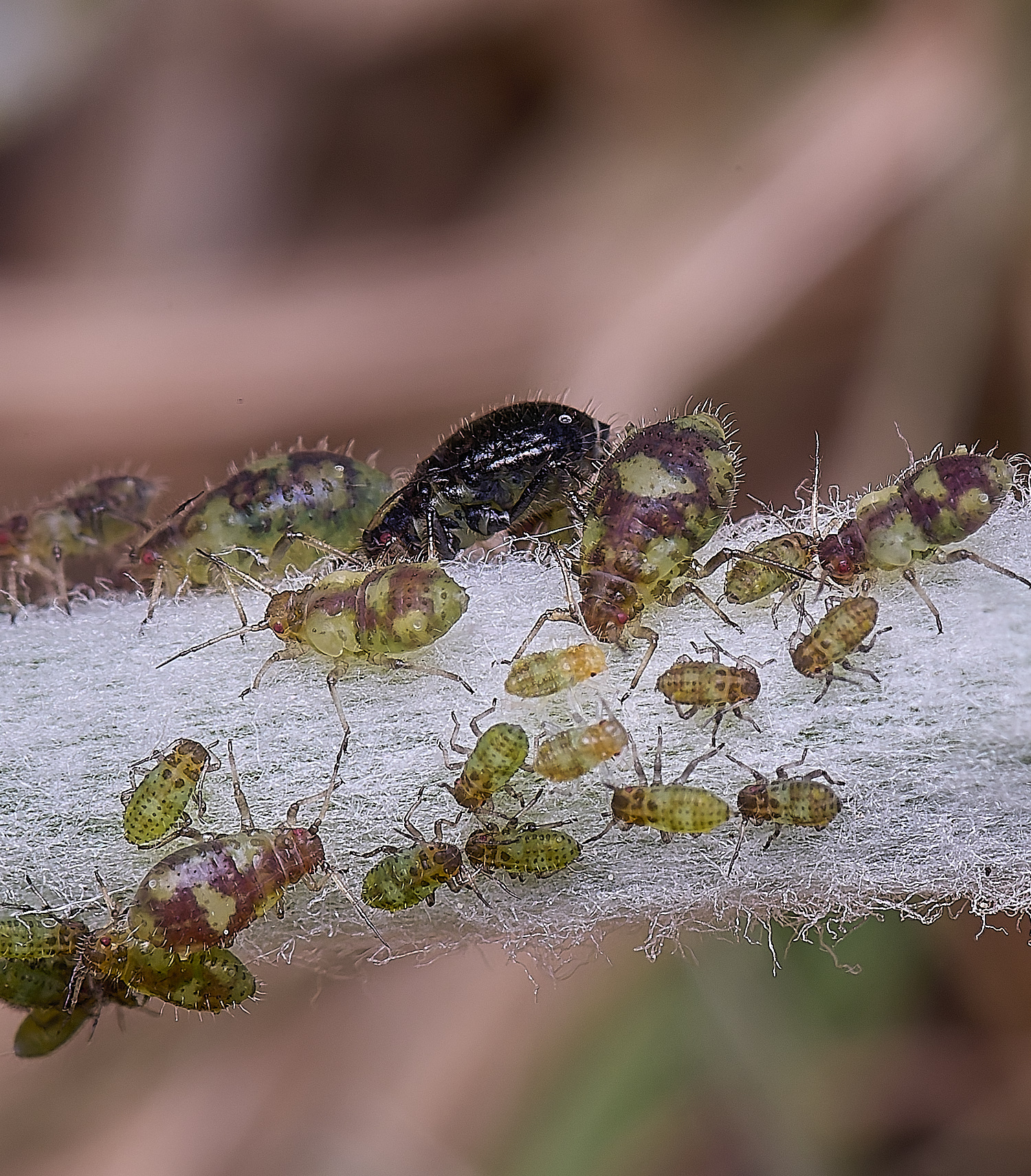 NorwichPoplarShootAphid140525-1 1