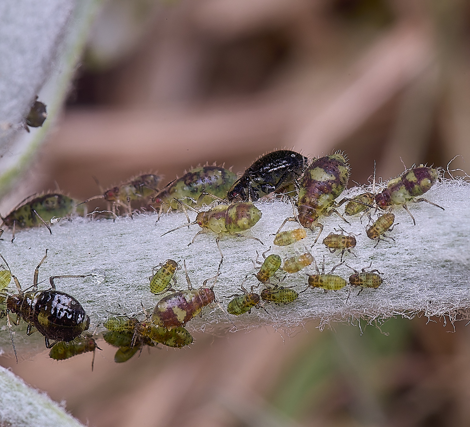 NorwichPoplarShootAphid140525-1