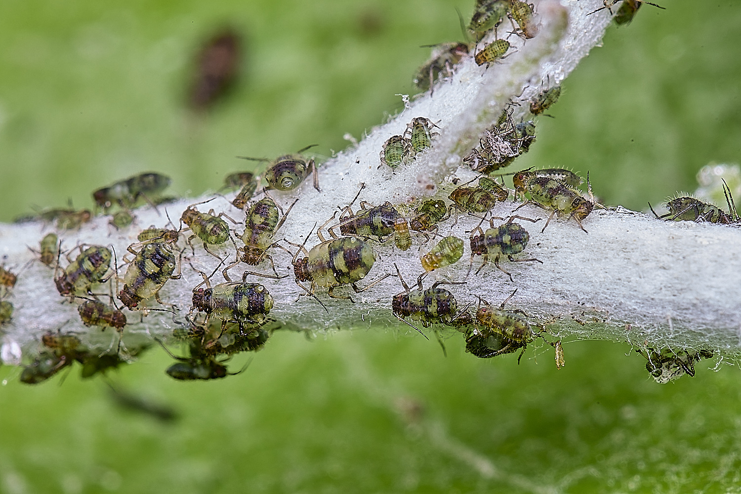 NorwichPoplarShootAphid140525-10