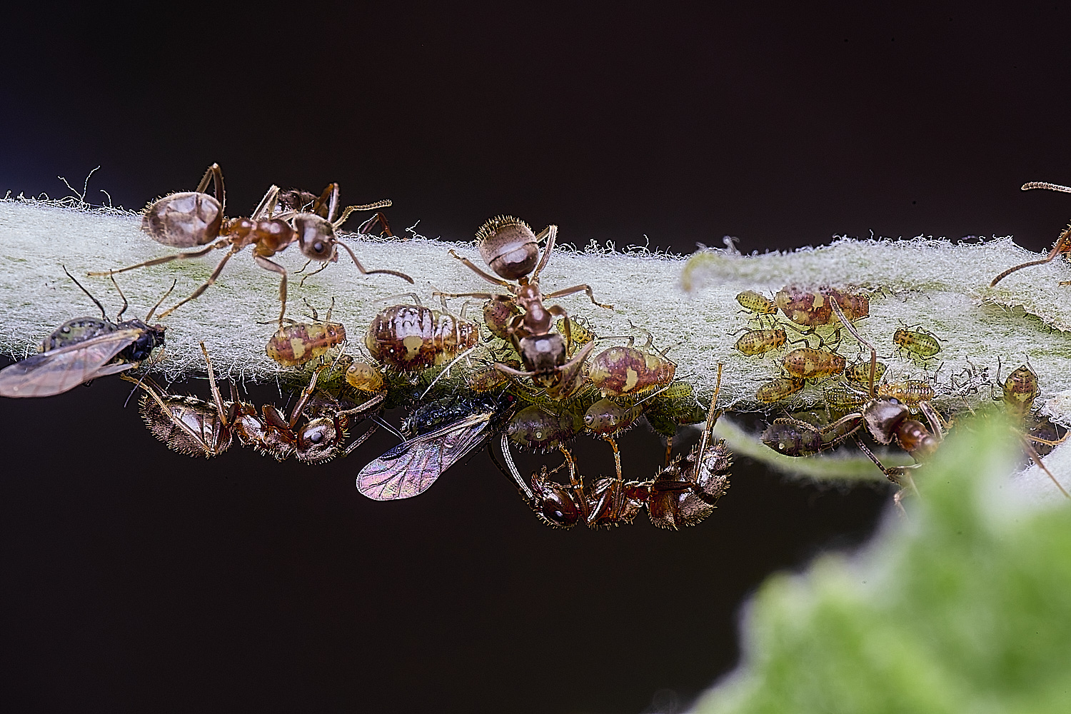 NorwichPoplarShootAphid140525-11