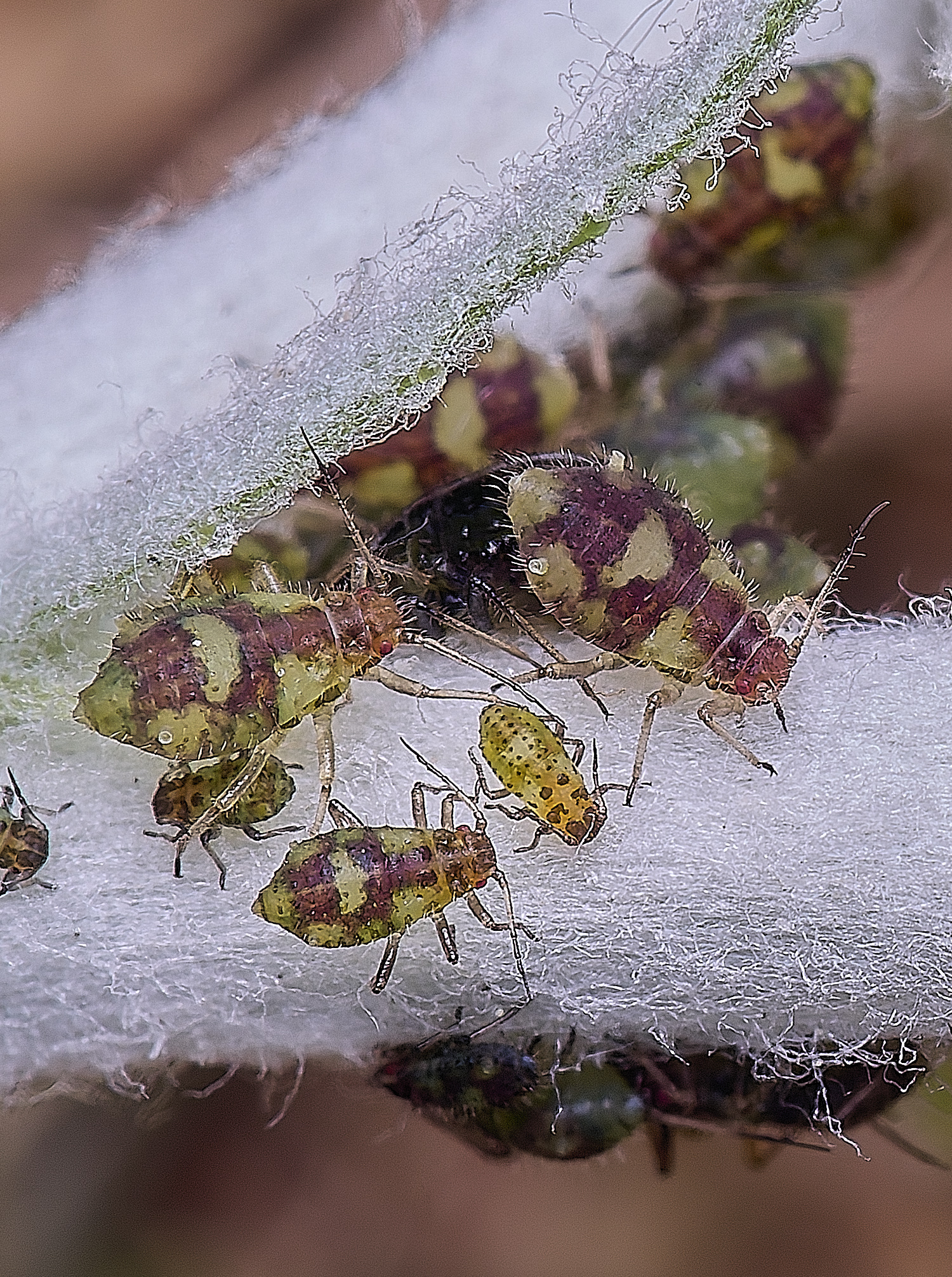 NorwichPoplarShootAphid140525-2 1