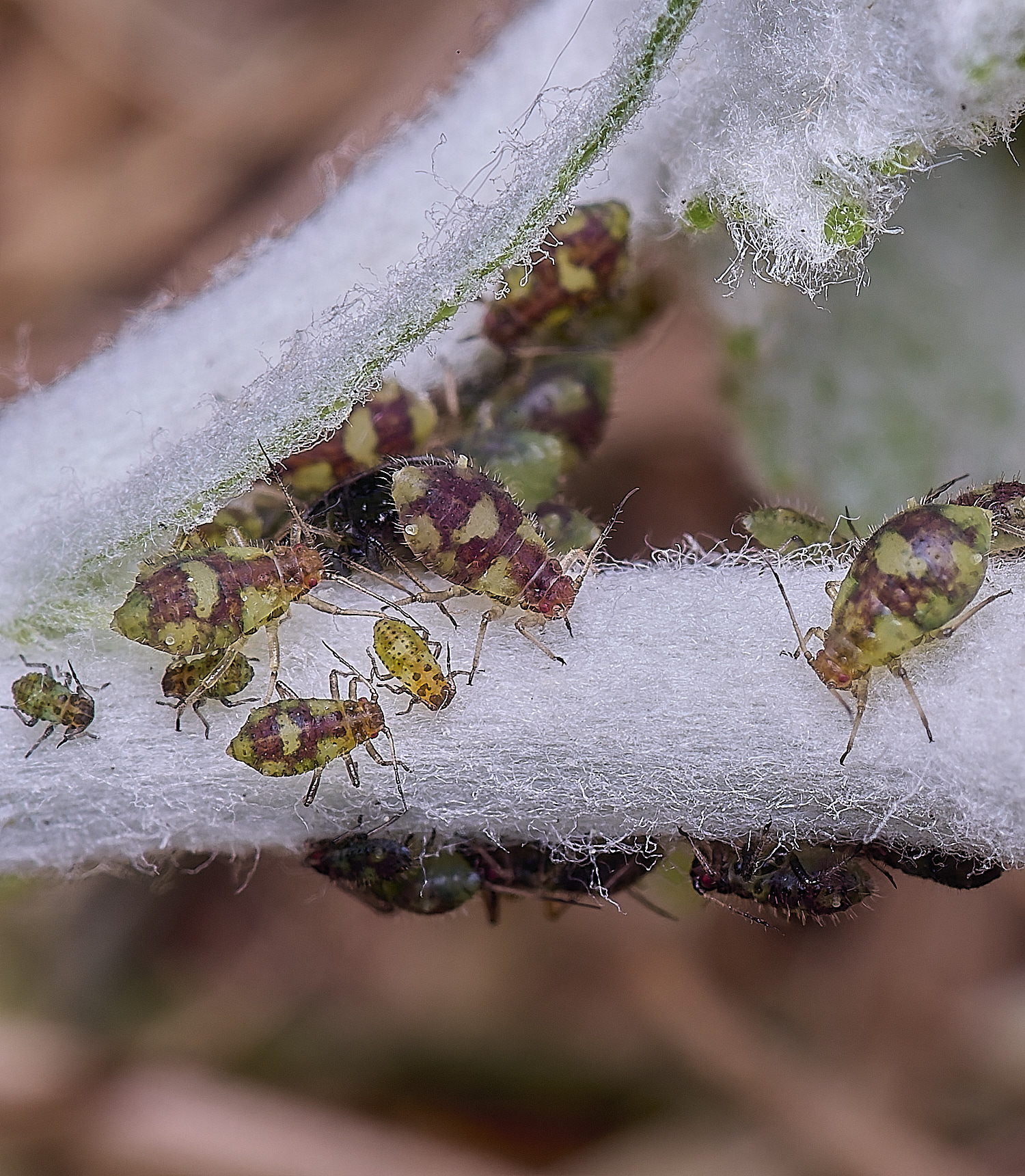 NorwichPoplarShootAphid140525-2