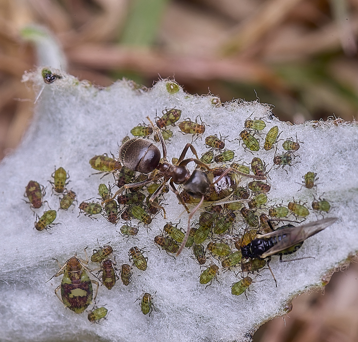 NorwichPoplarShootAphid140525-3