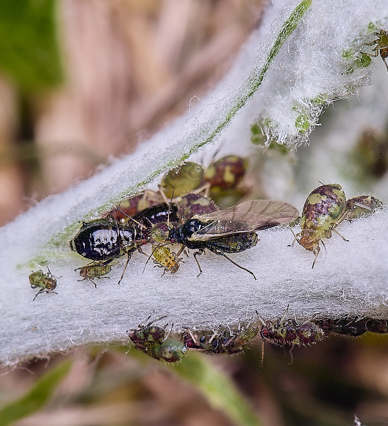 NorwichPoplarShootAphid140525-4