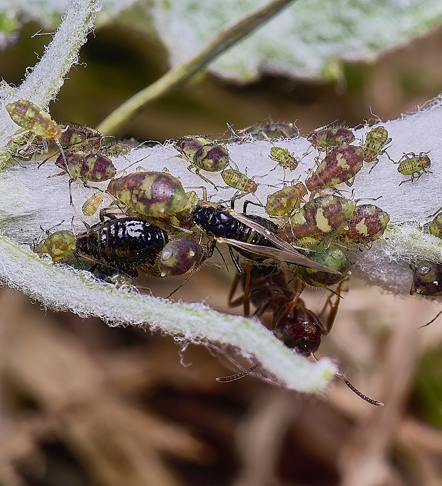 NorwichPoplarShootAphid140525-5 1