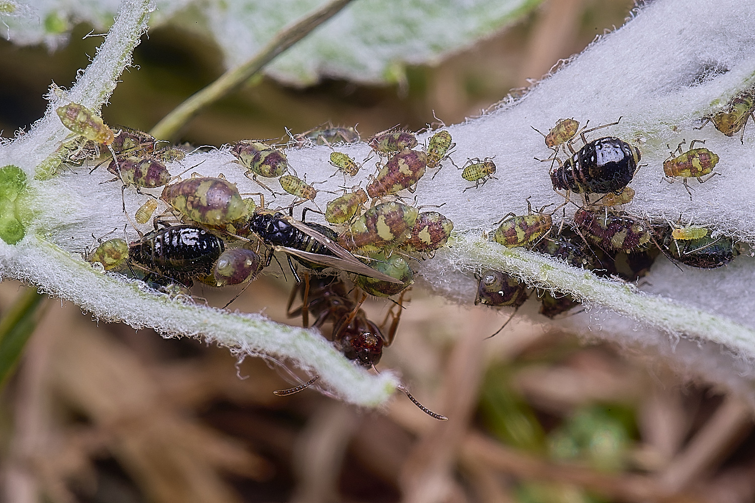 NorwichPoplarShootAphid140525-5