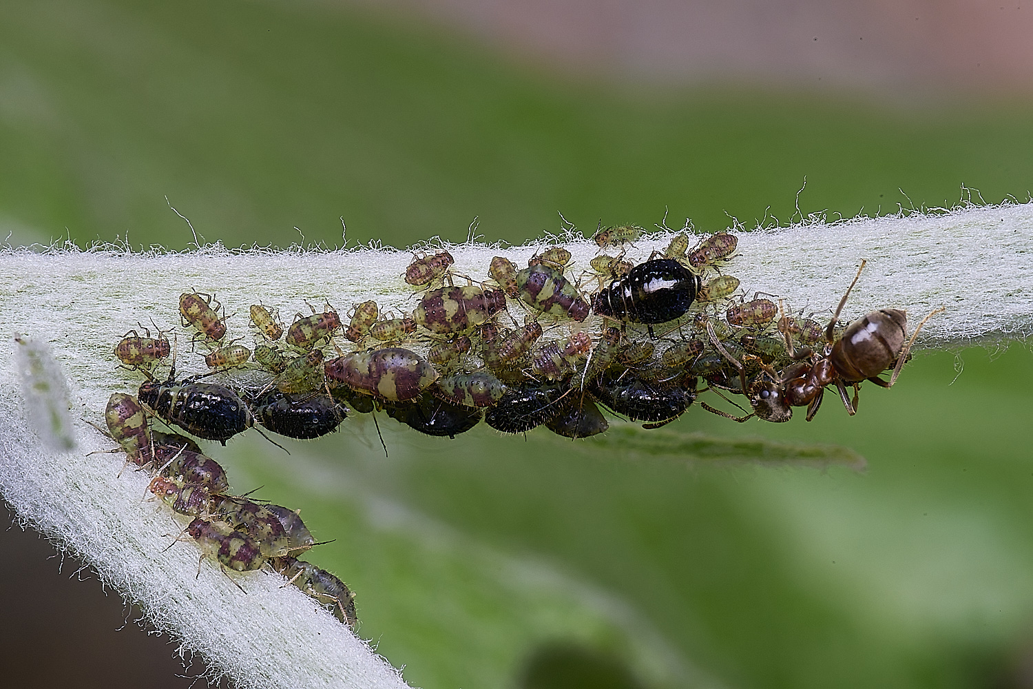 NorwichPoplarShootAphid140525-6