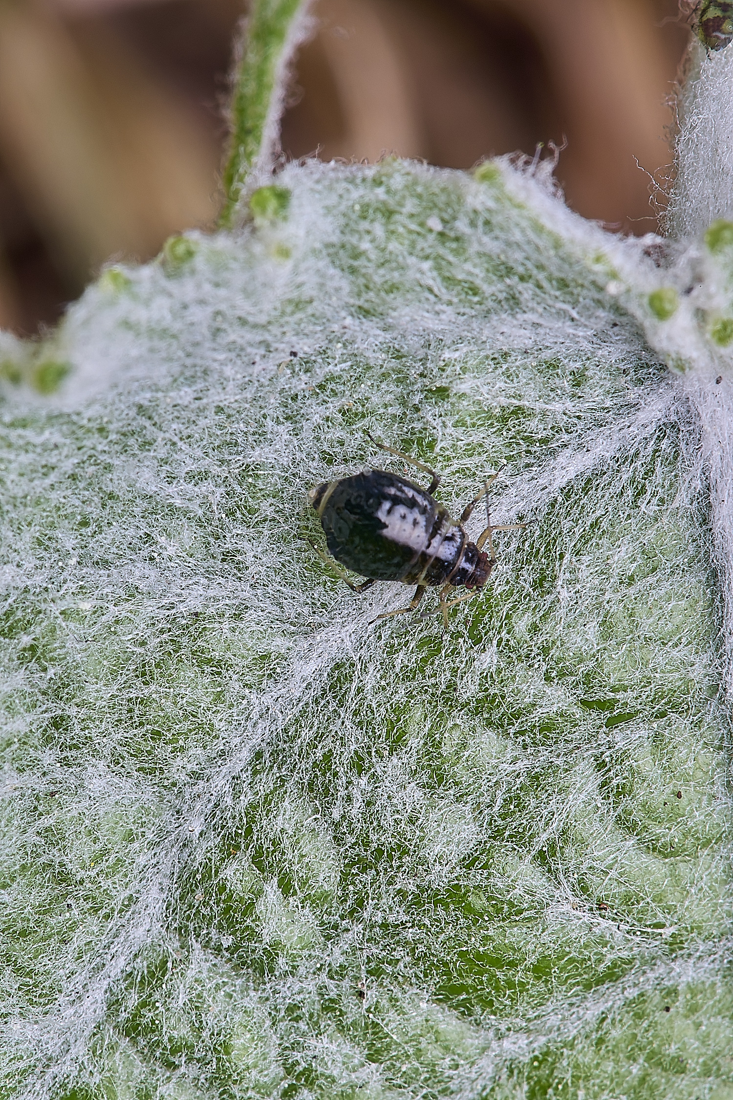 NorwichPoplarShootAphid140525-7