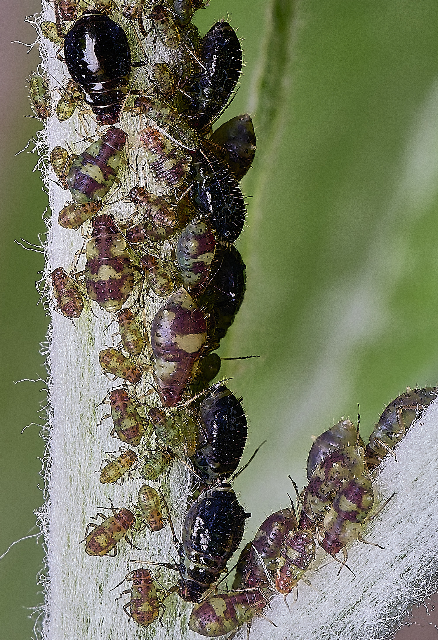 NorwichPoplarShootAphid140525-8 1