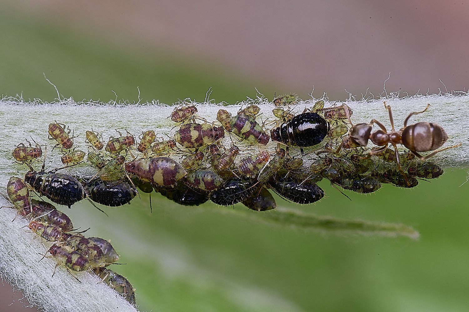 NorwichPoplarShootAphid140525-8