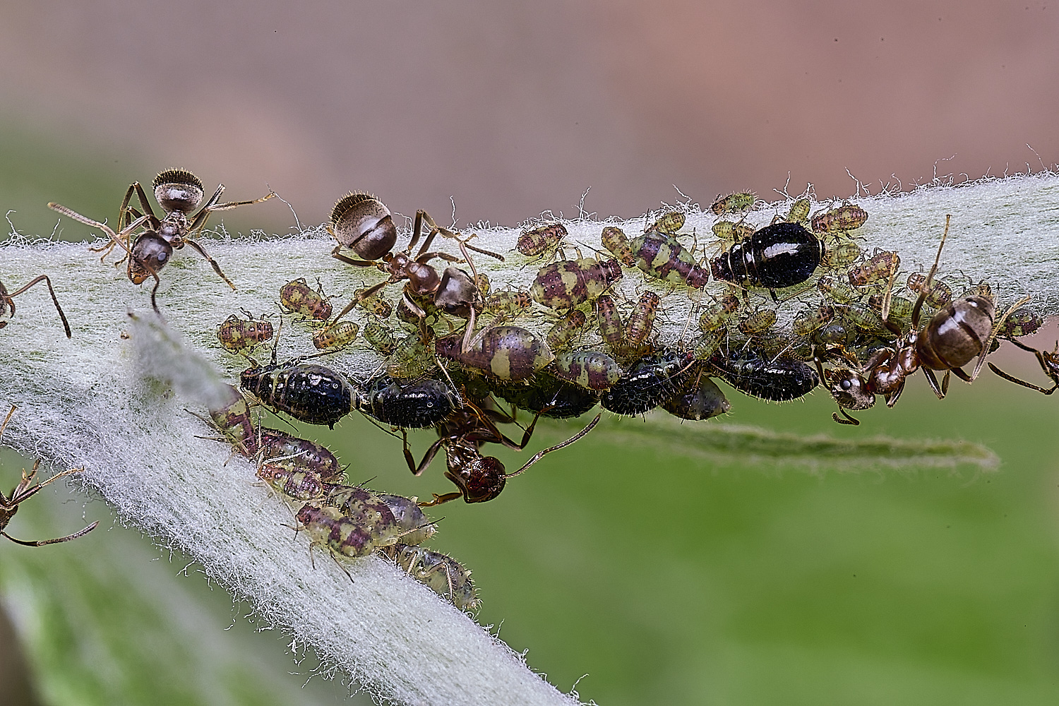 NorwichPoplarShootAphid140525-9