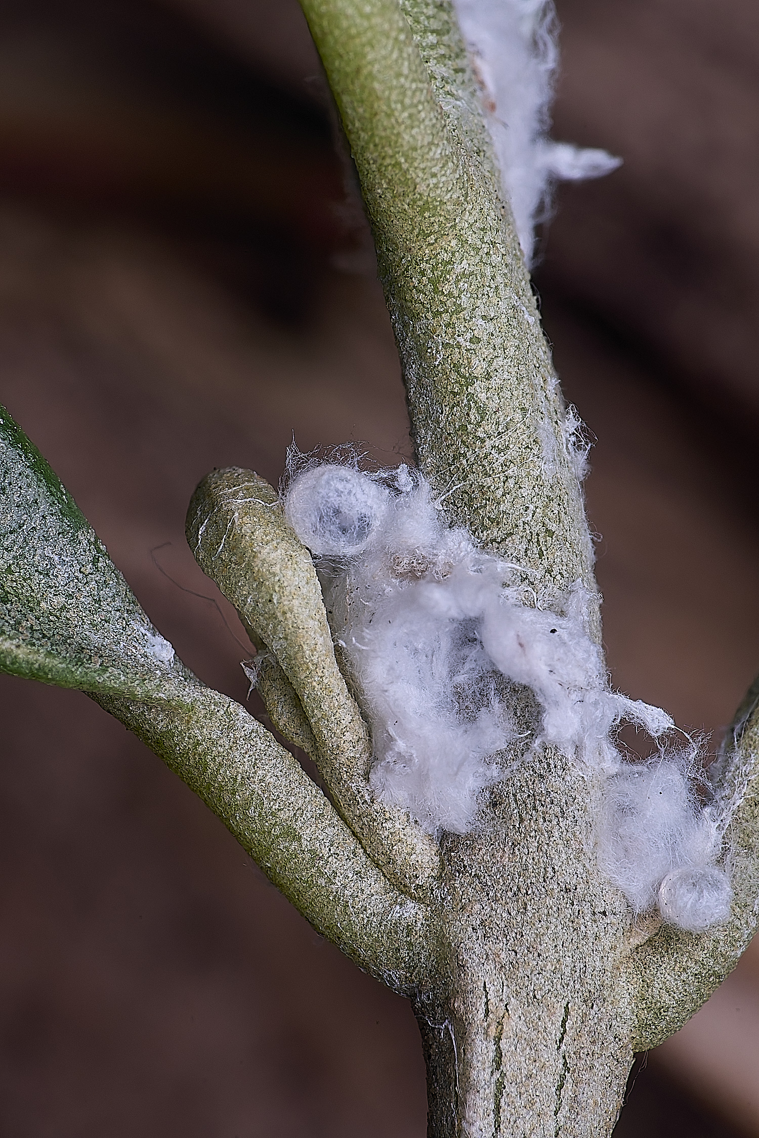 NorwichPsyllid150625-1