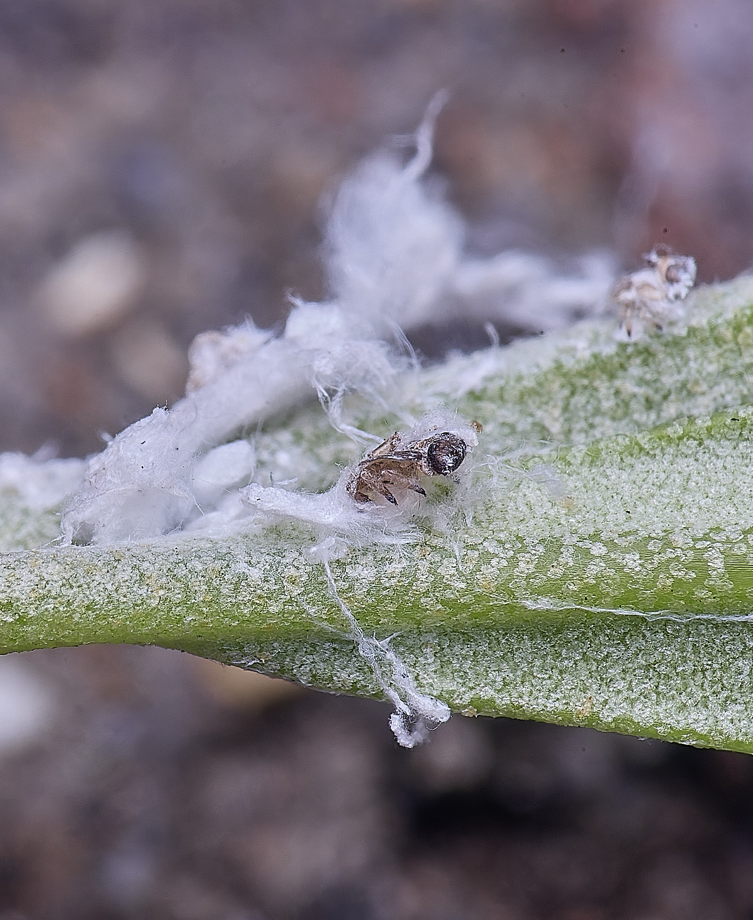 NorwichPsyllid150625-4