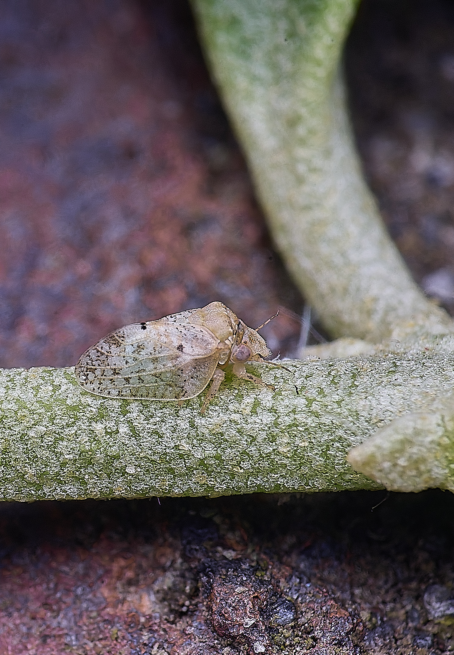 NorwichPsyllid150625-7 1