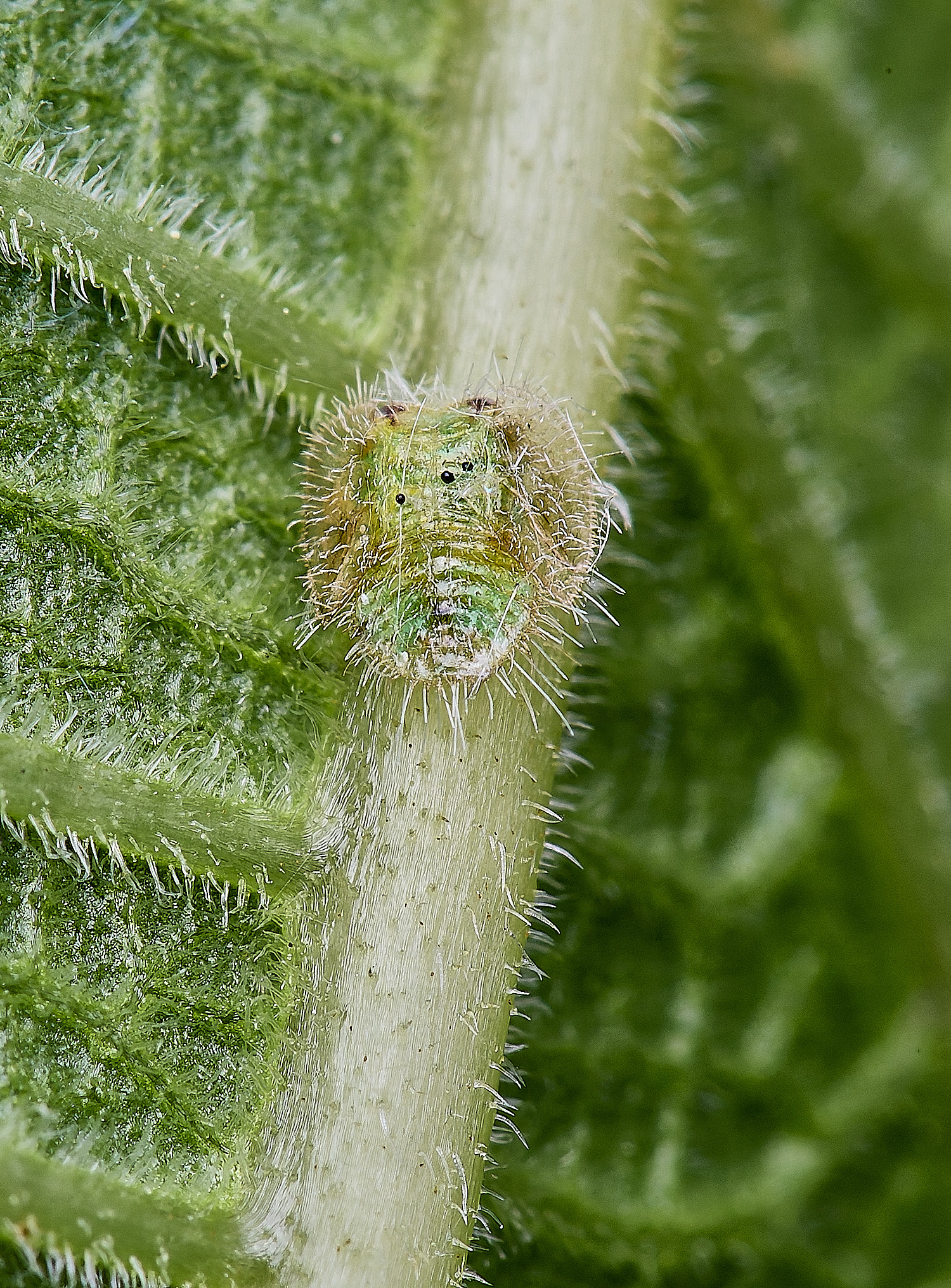 NorwichPSyllidFig210625-1