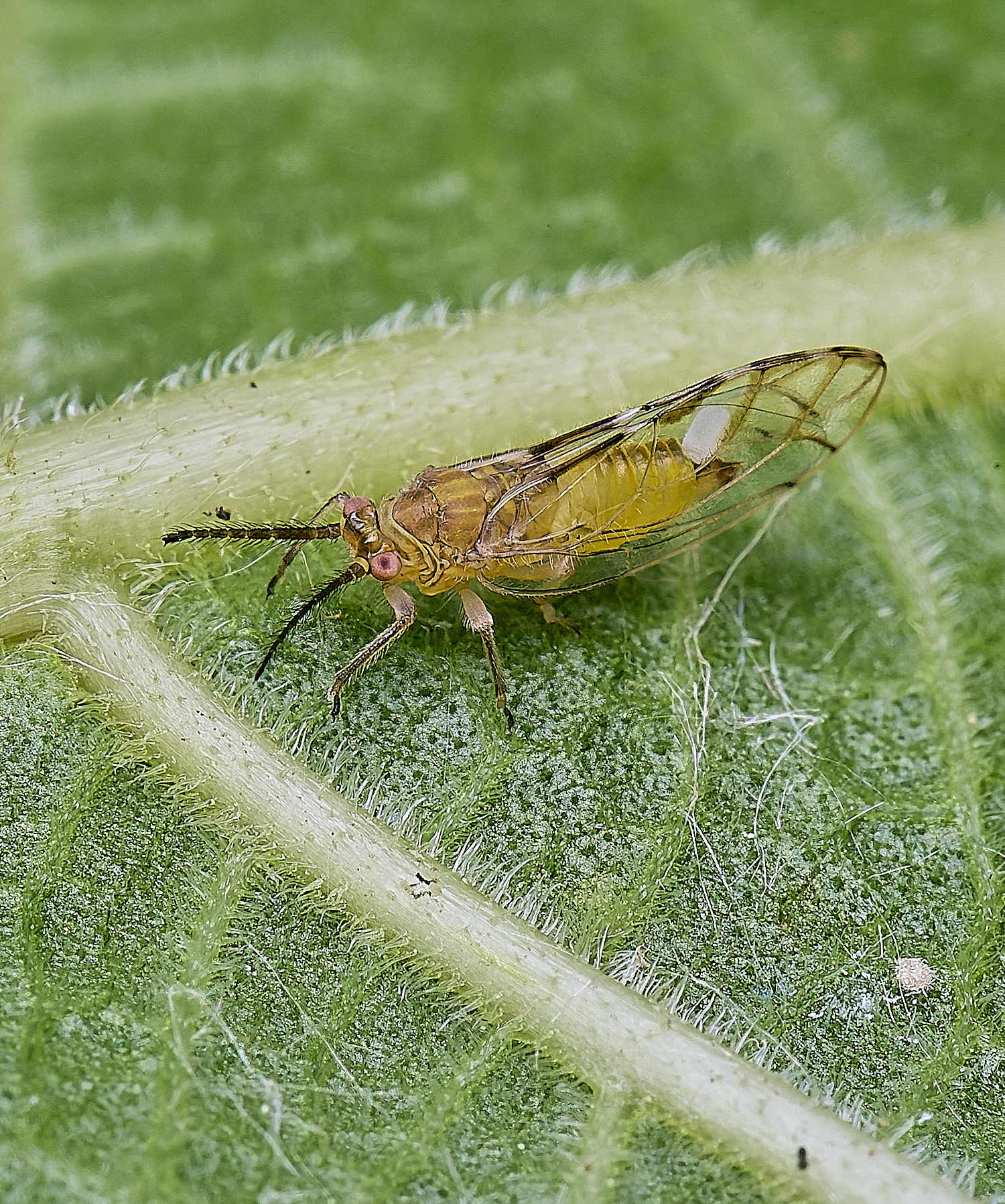 NorwichPSyllidFig210625-2