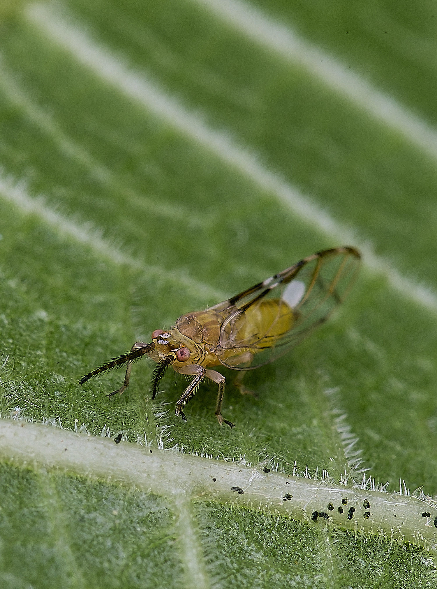 NorwichPSyllidFig210625-3