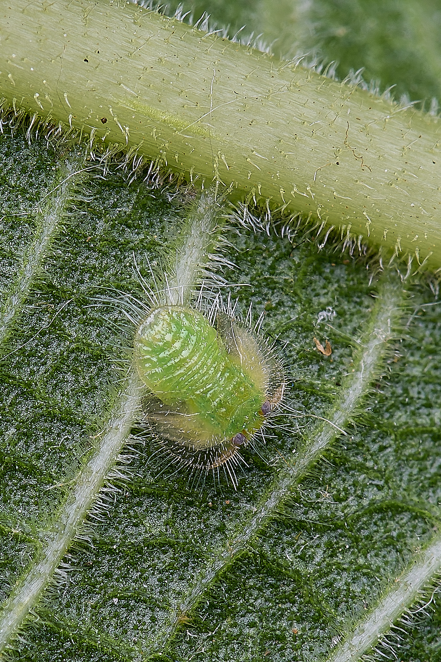 NorwichPSyllidFig210625-4