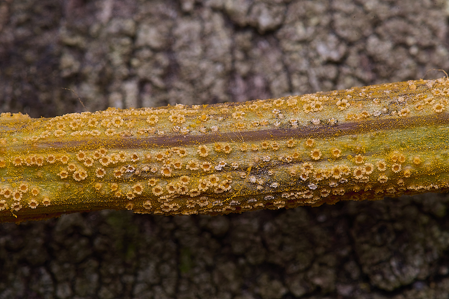 NorwichRadwort200525-2