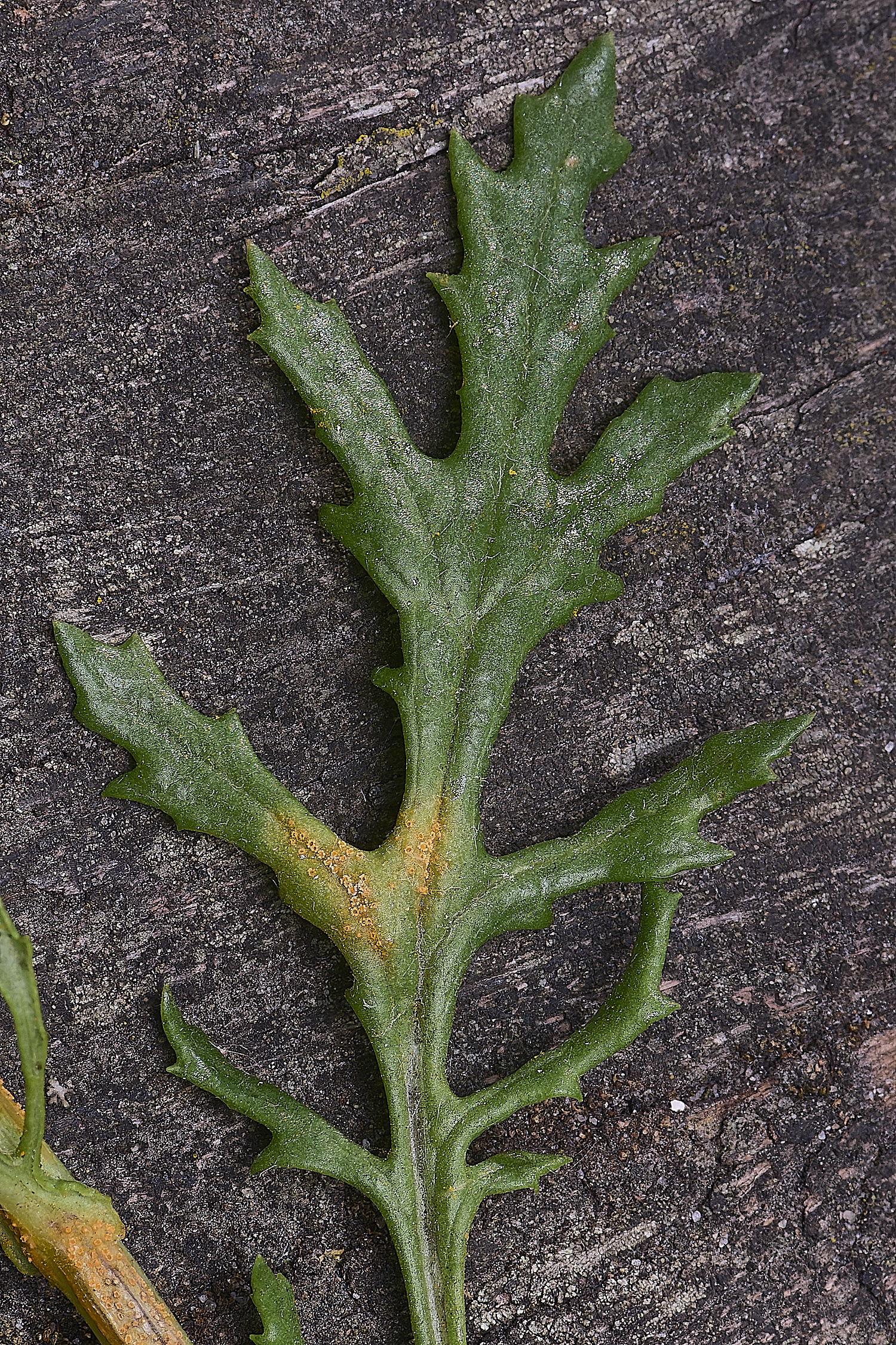 NorwichRadwort200525-3