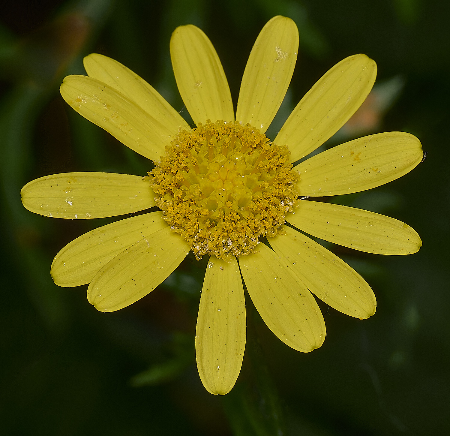 NorwichRadwort200525-5