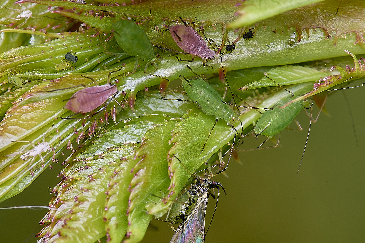 NorwichRiseAphid200525-1