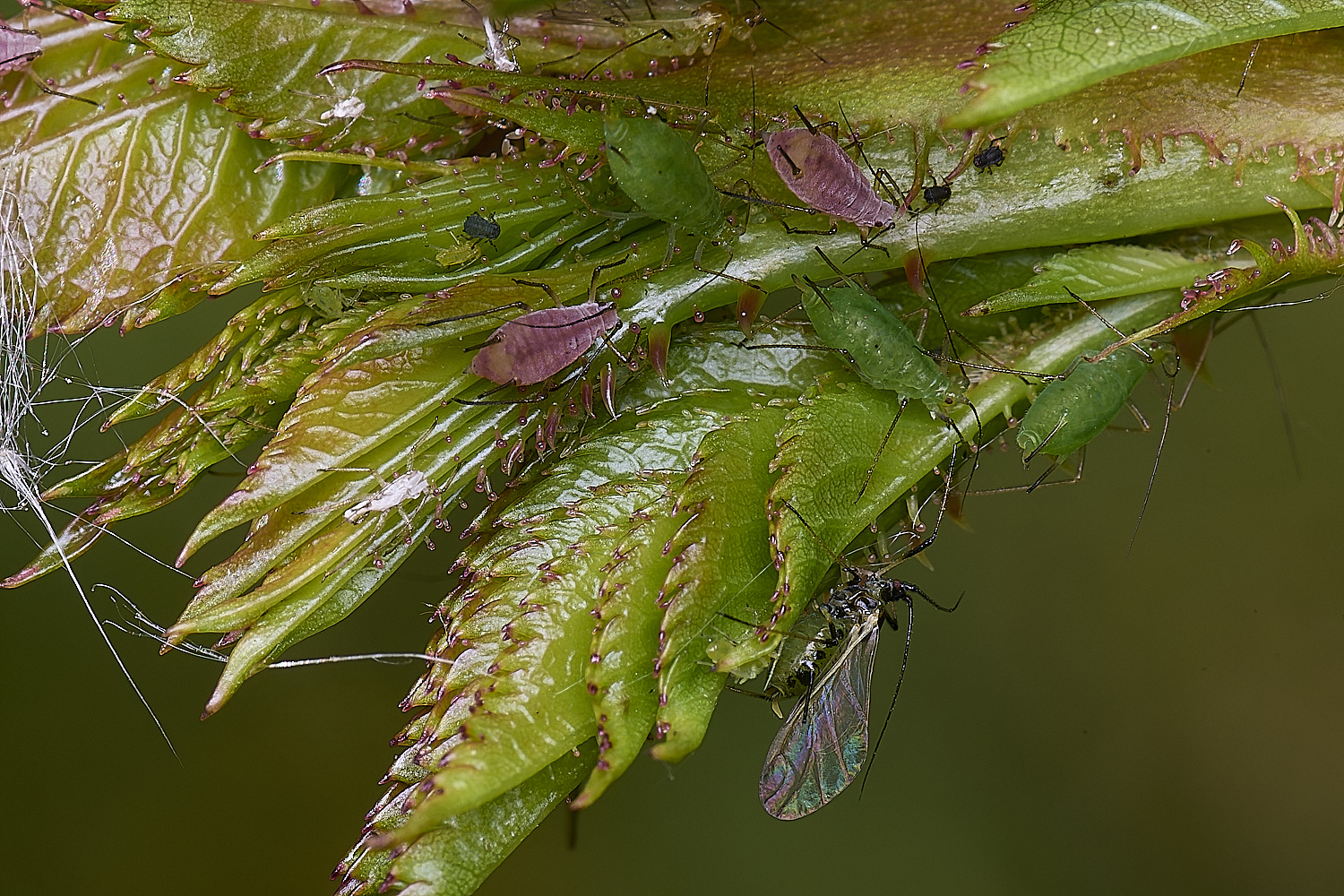 NorwichRiseAphid200525-2