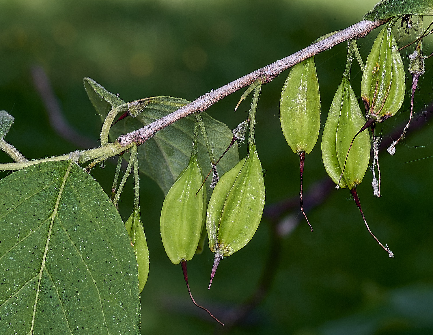 NorwichSeedPods210625-1