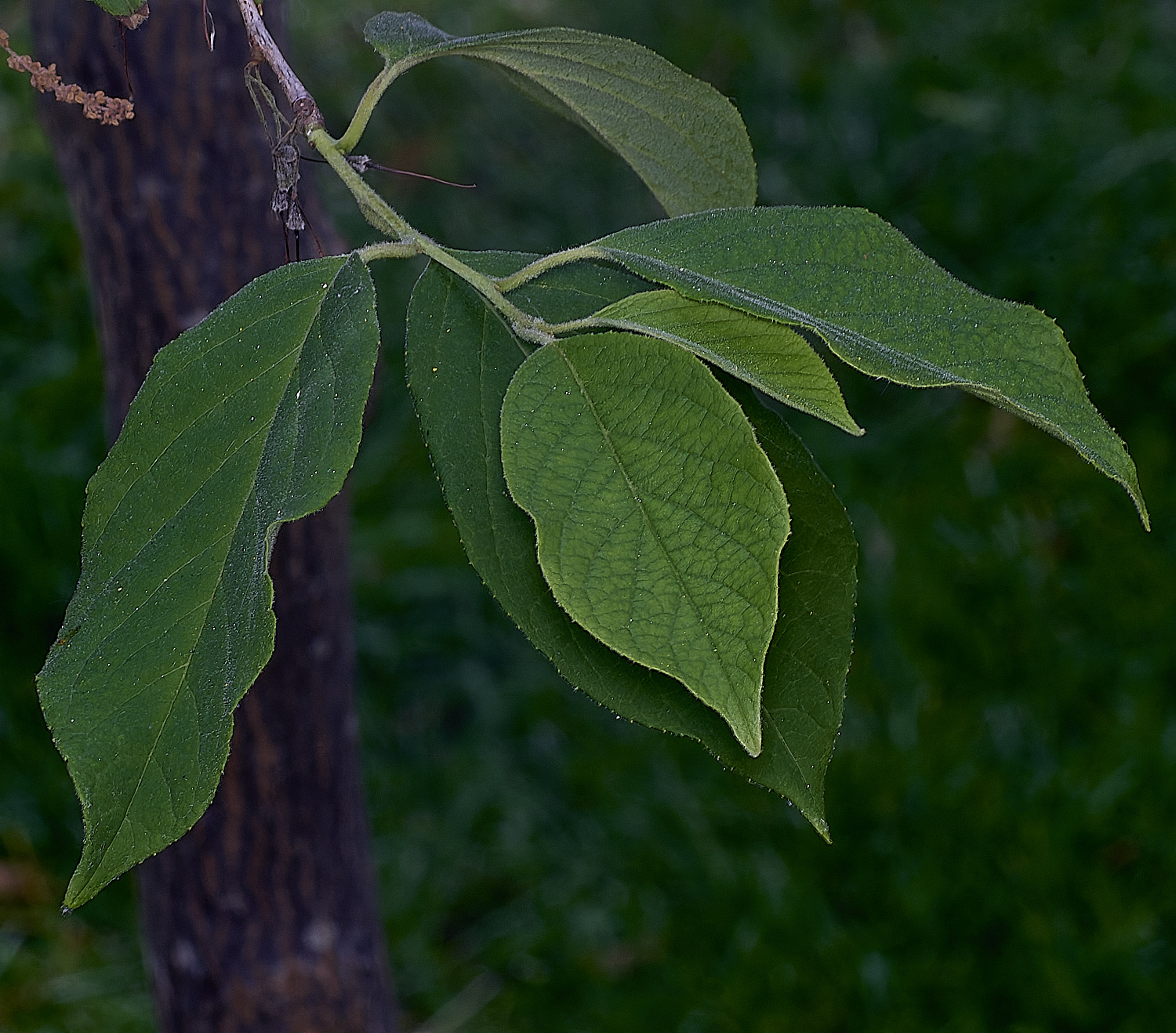 NorwichSeedPods210625-2