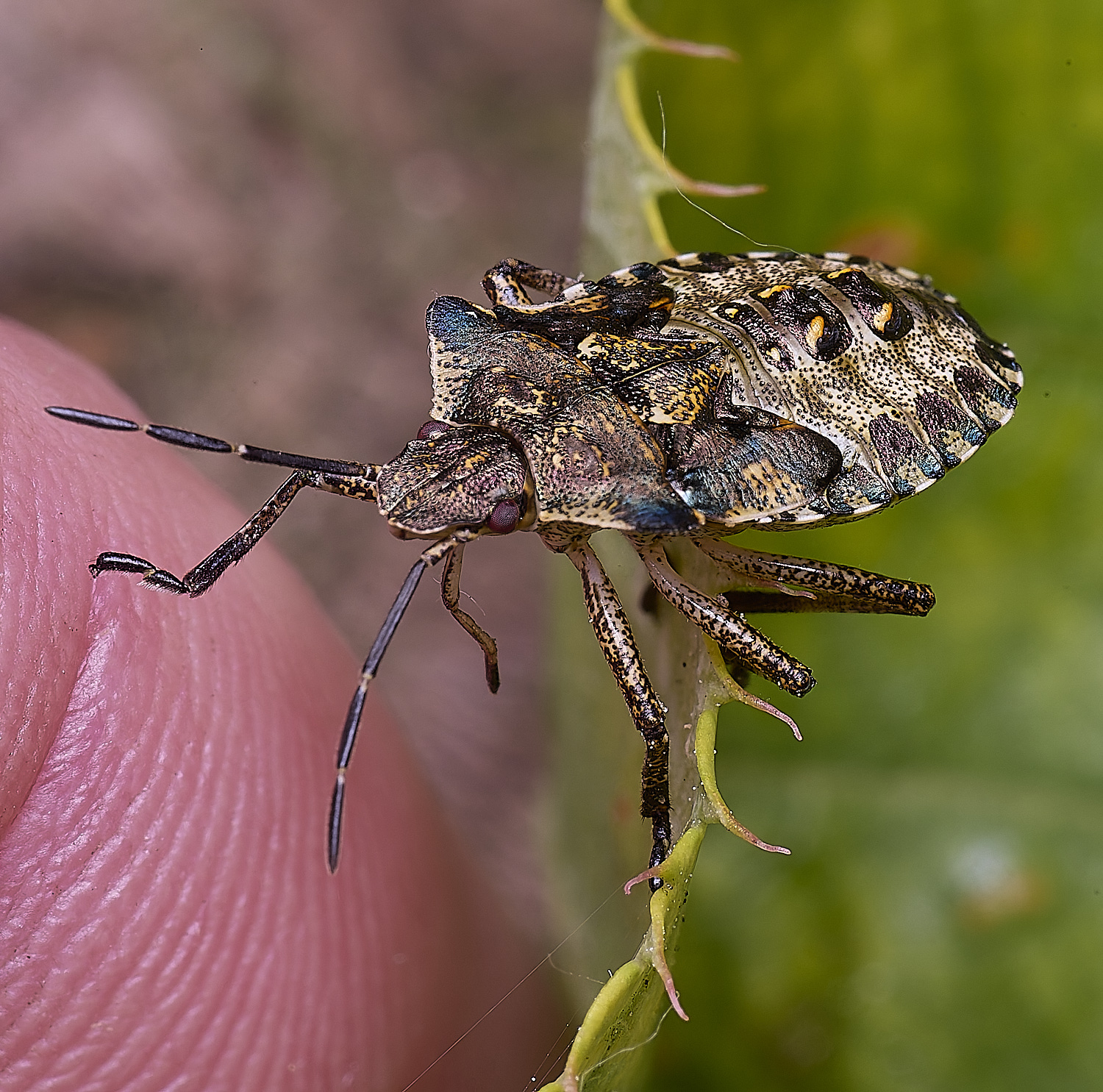 NorwichSheldBug200525-5