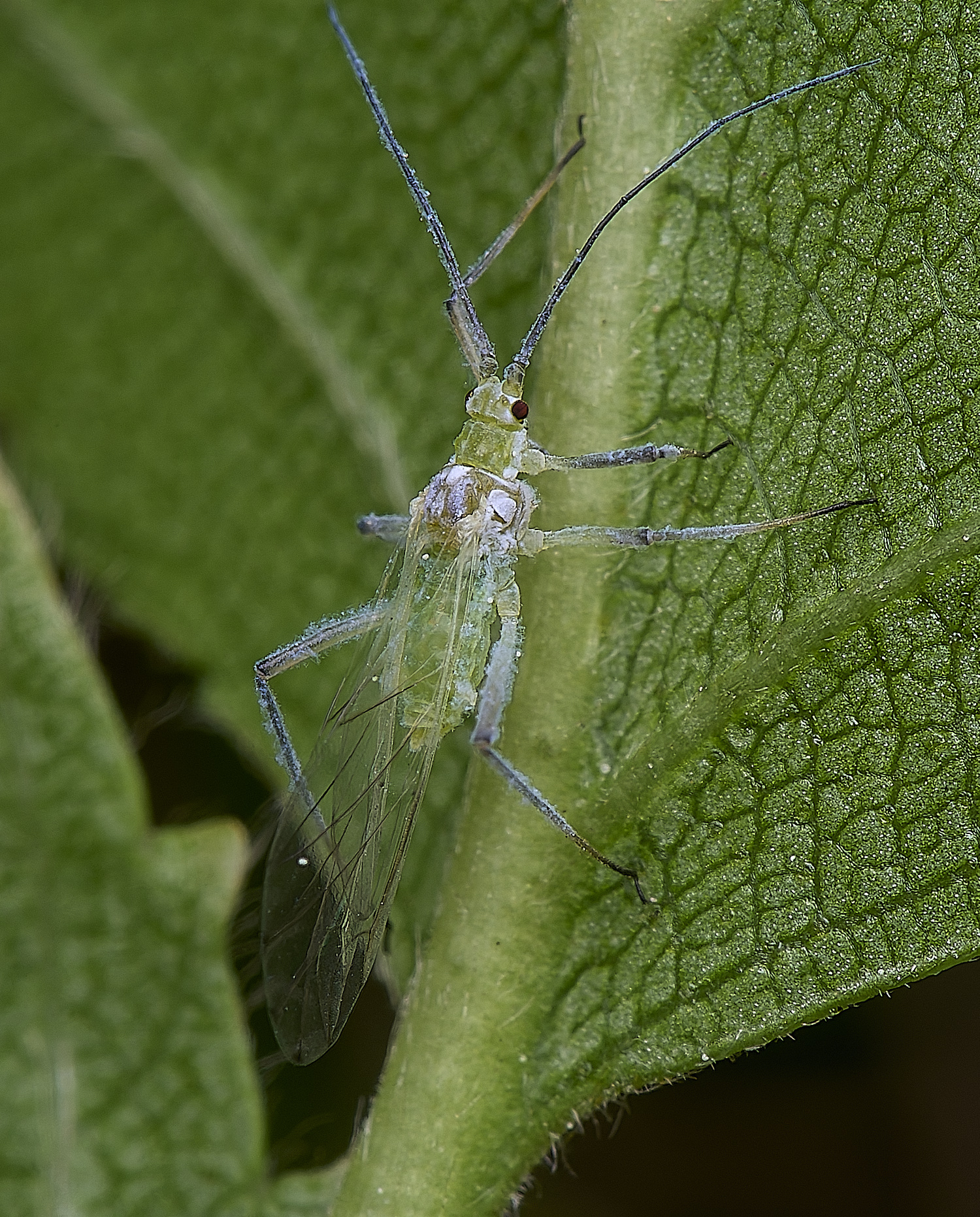 NorwichSilverBirch140525-1