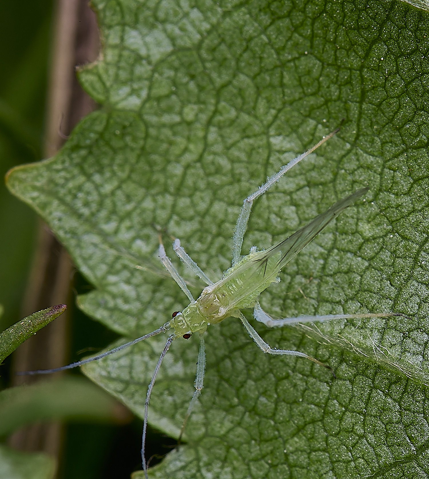 NorwichSilverBirch140525-2