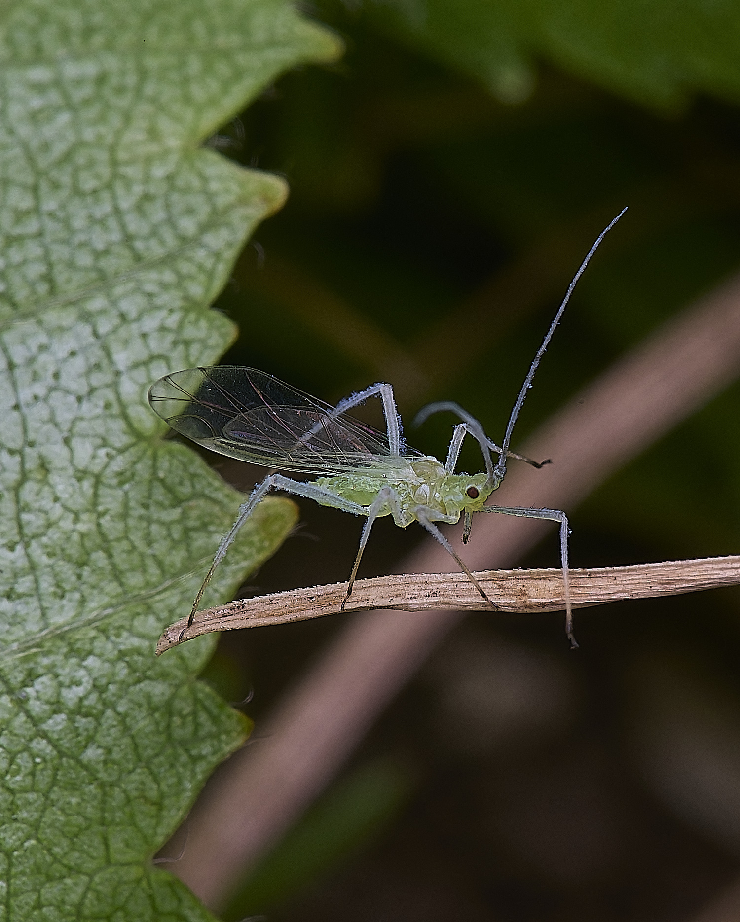 NorwichSilverBirch140525-3