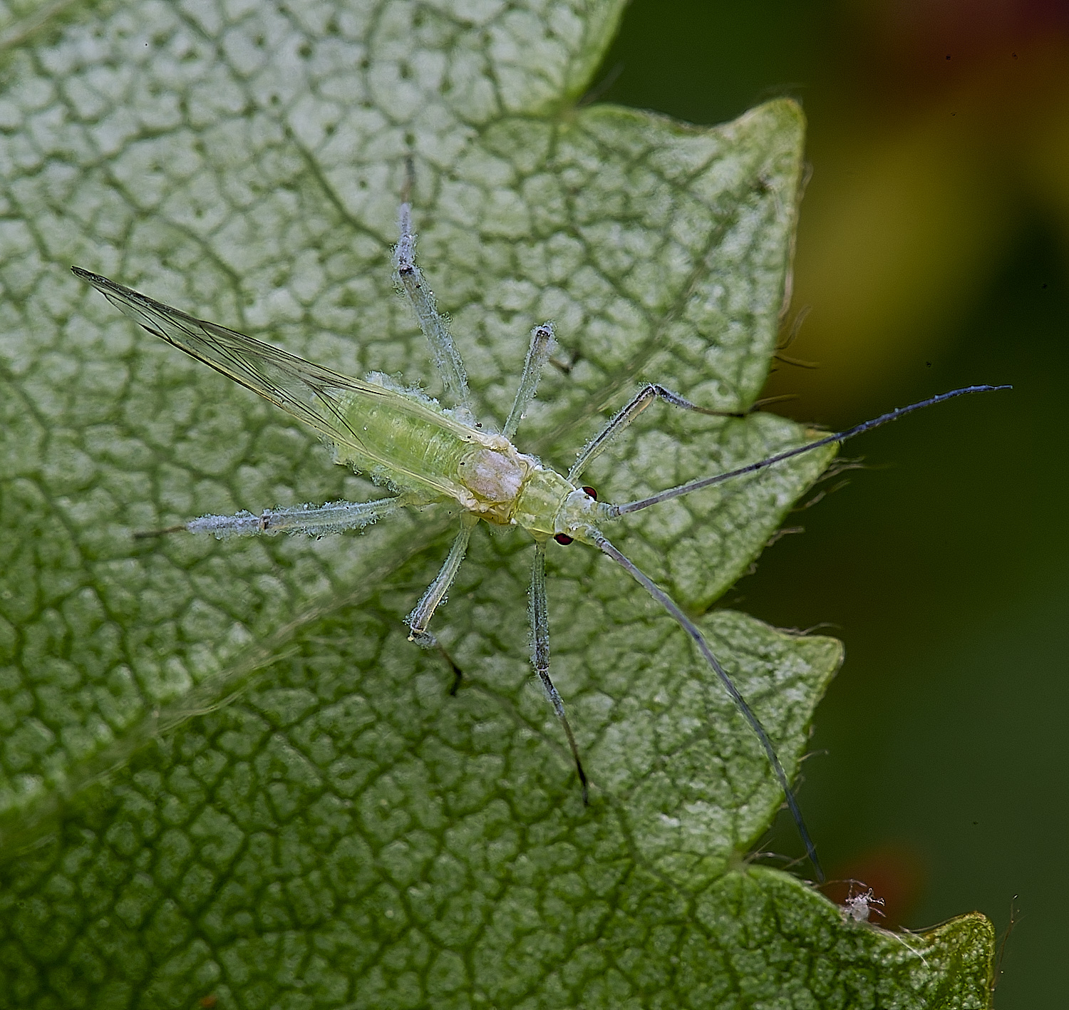 NorwichSilverBirch140525-4