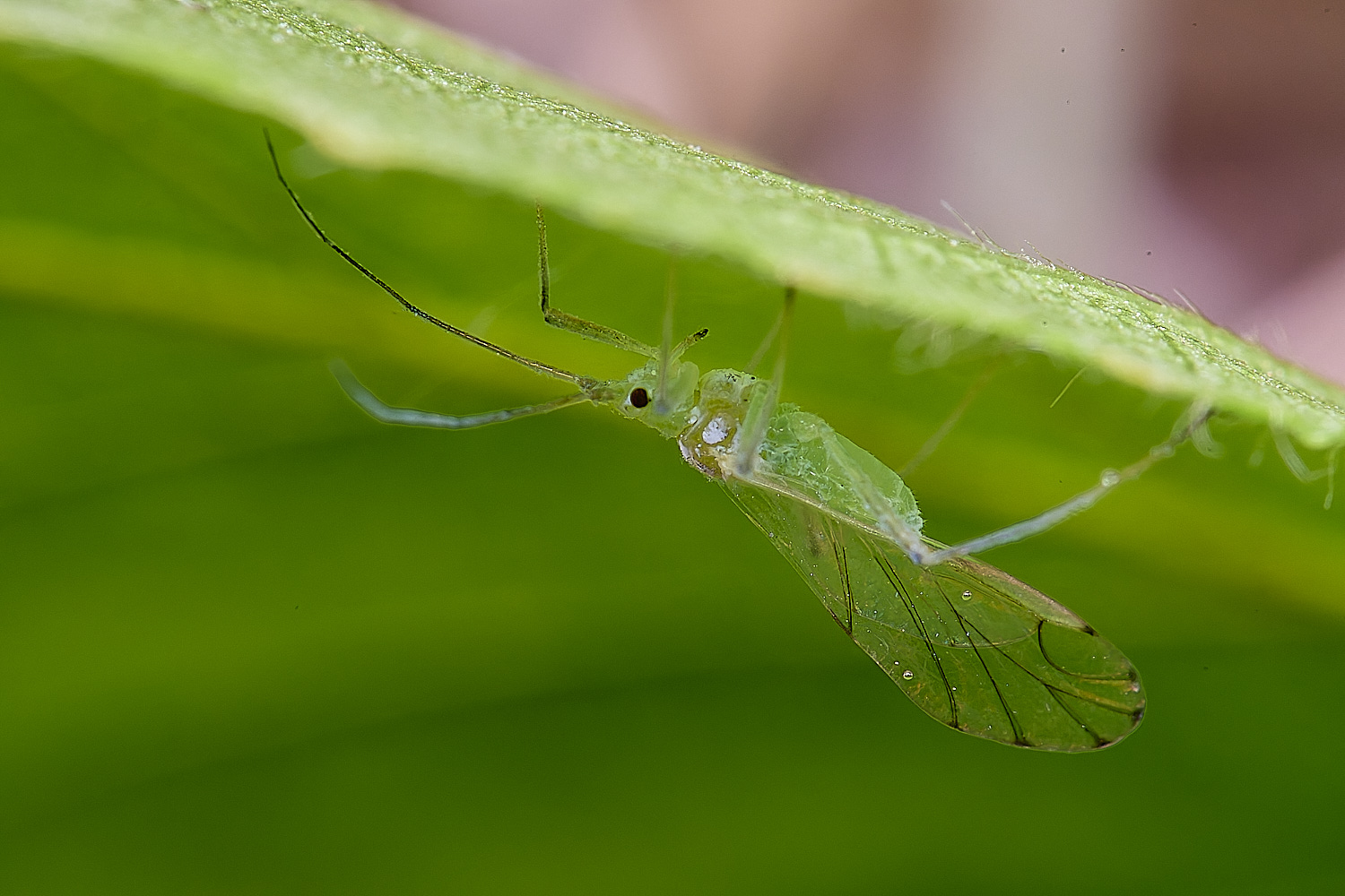 NorwichSilverBirch140525-5