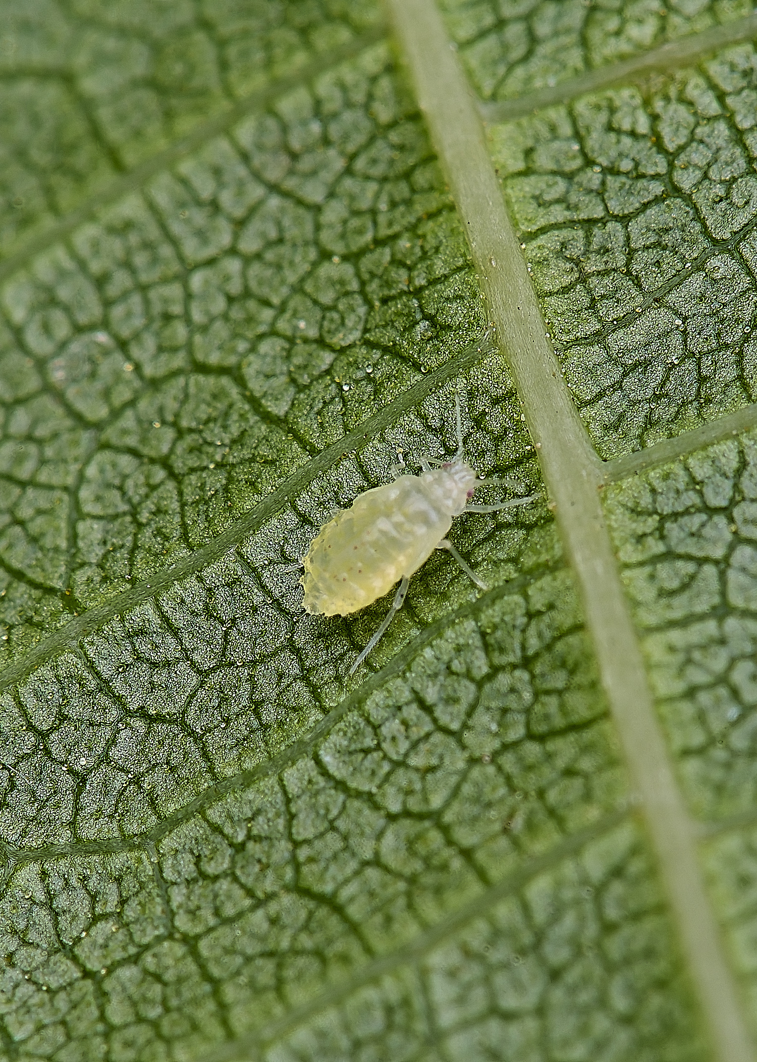 NorwichSmallWalnutAphid160625-1