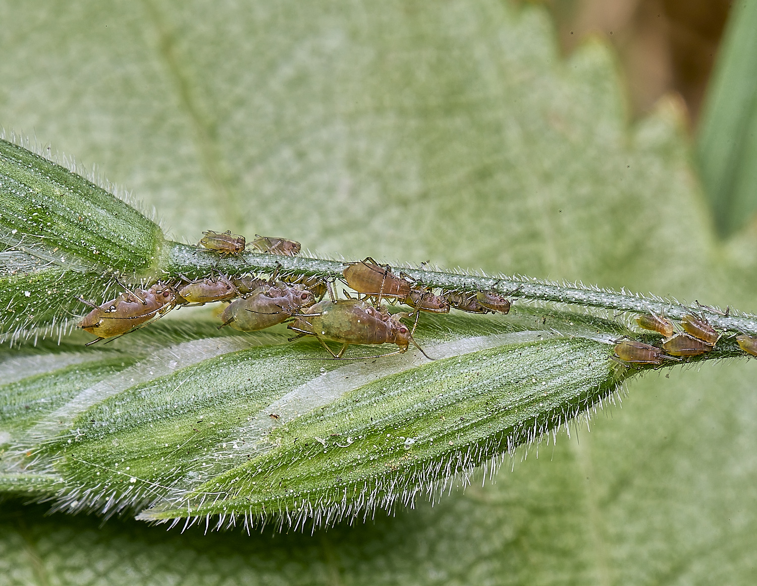 NorwichSoftBrome140525-1