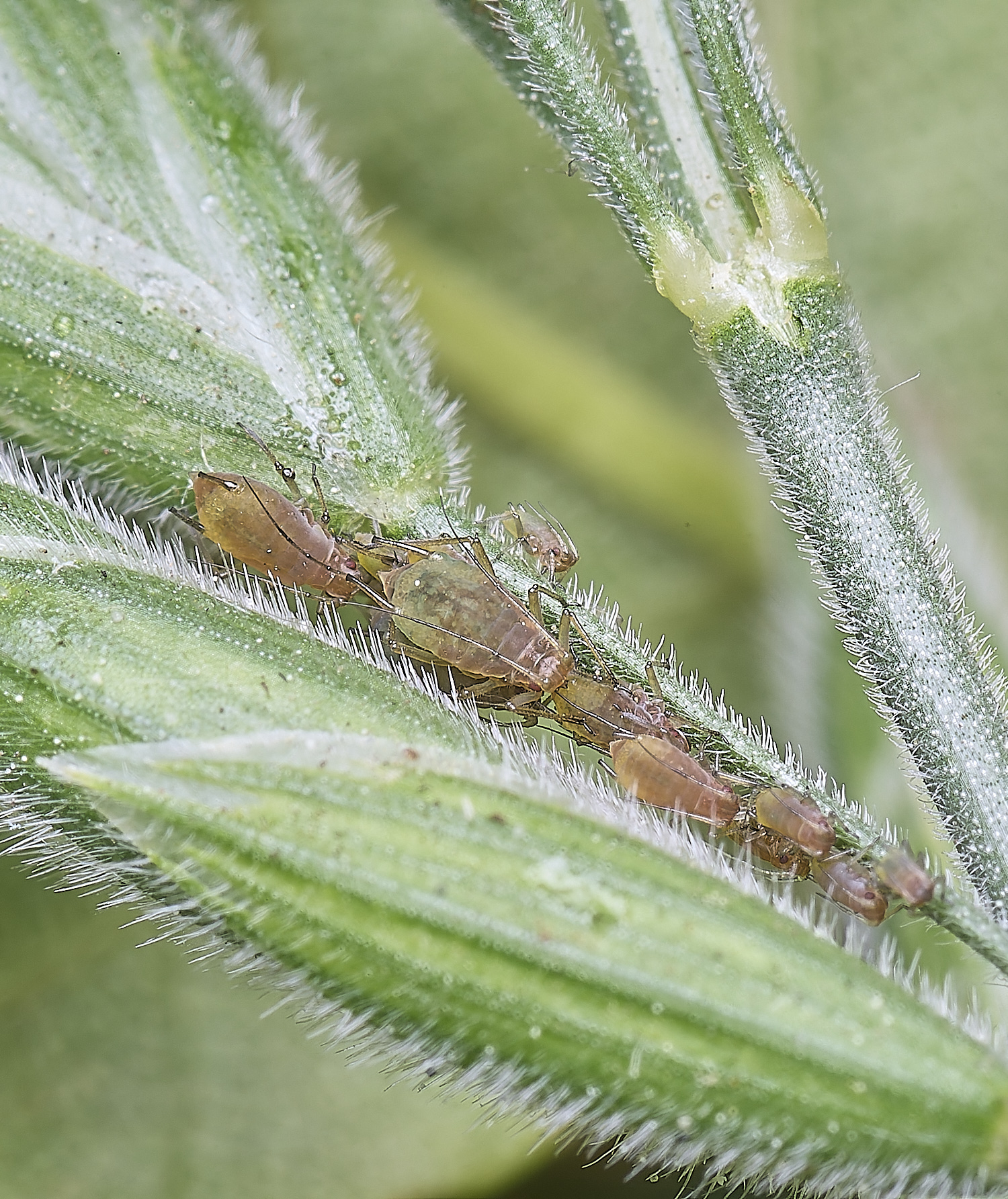 NorwichSoftBrome140525-2