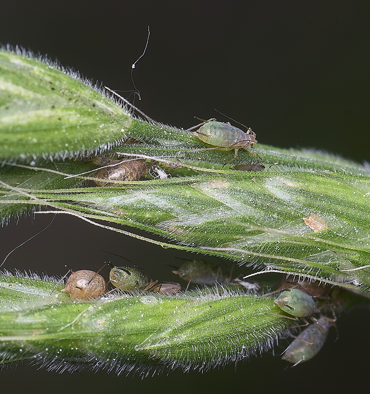 NorwichSoftBrome140525-3