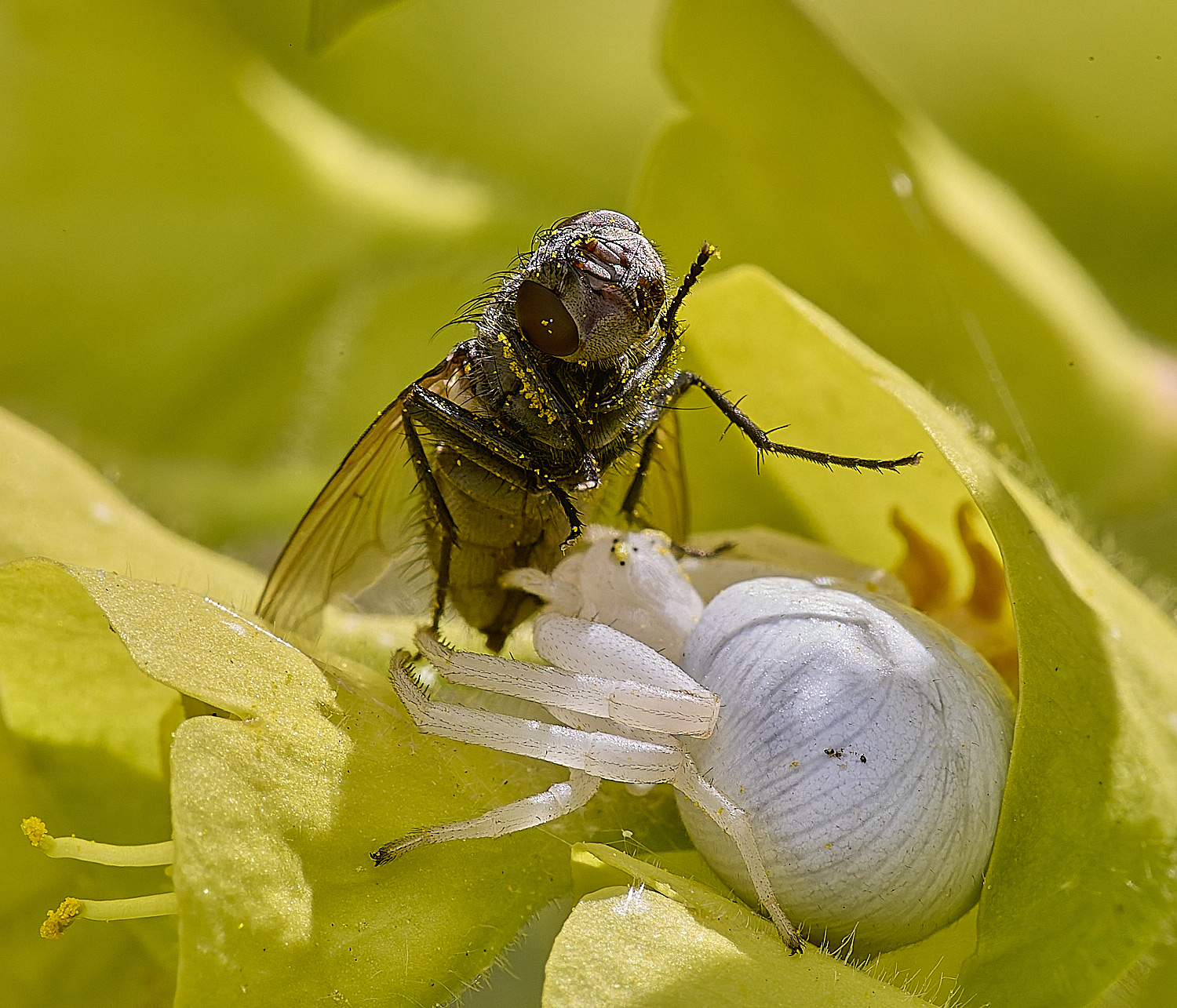 NorwichSpider050425-1