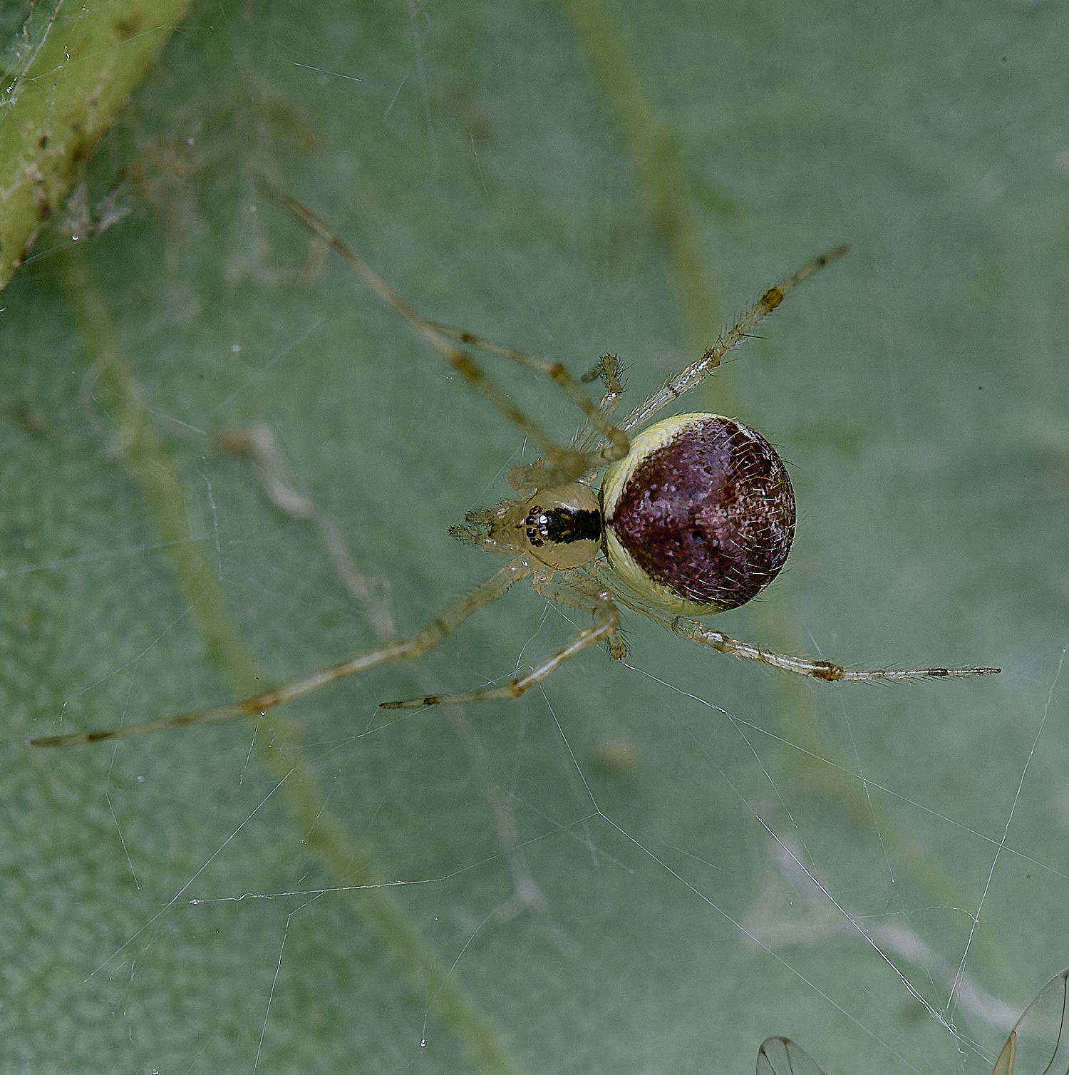 NorwichSpider2160625-2