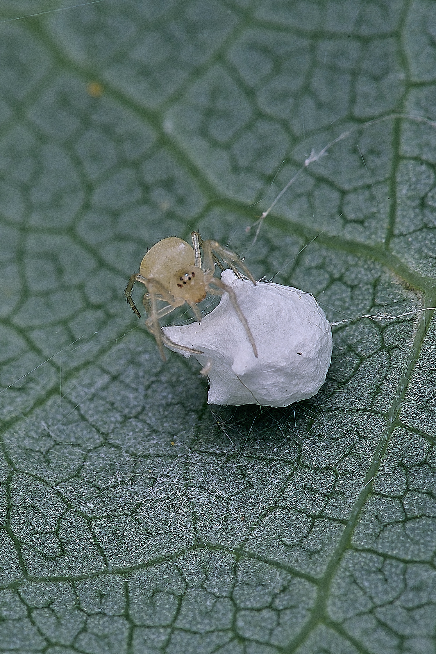 NorwichSputnikSpider160625-2