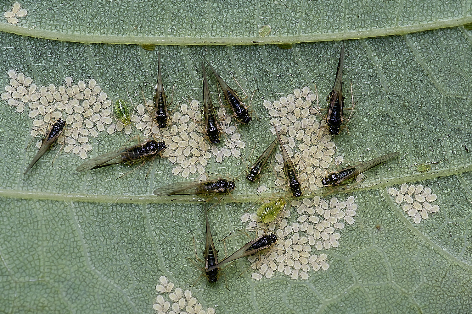 NorwichSycamoreAPhids200525-2