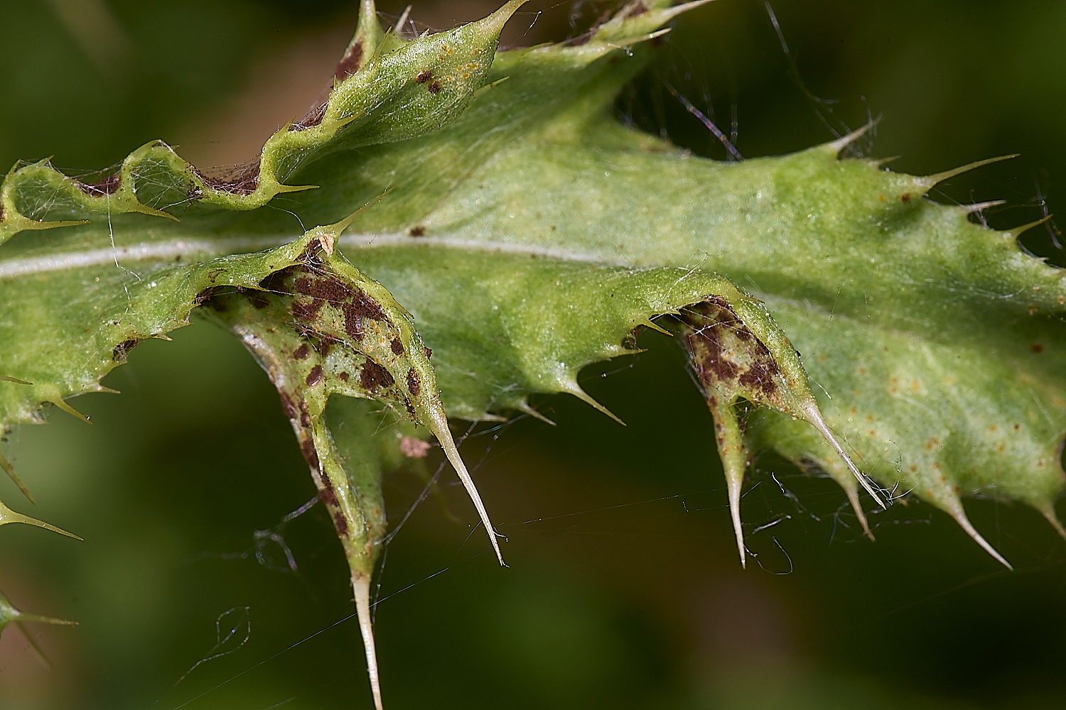 NorwichThistleRust200525-1