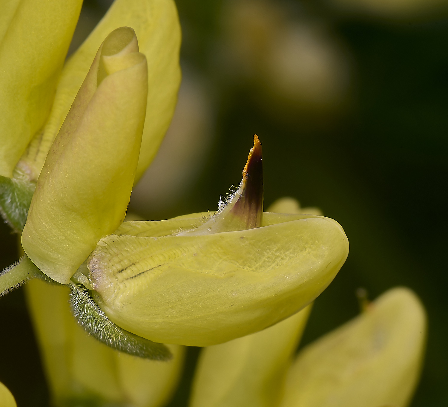 NorwichTreeLupin270525-1