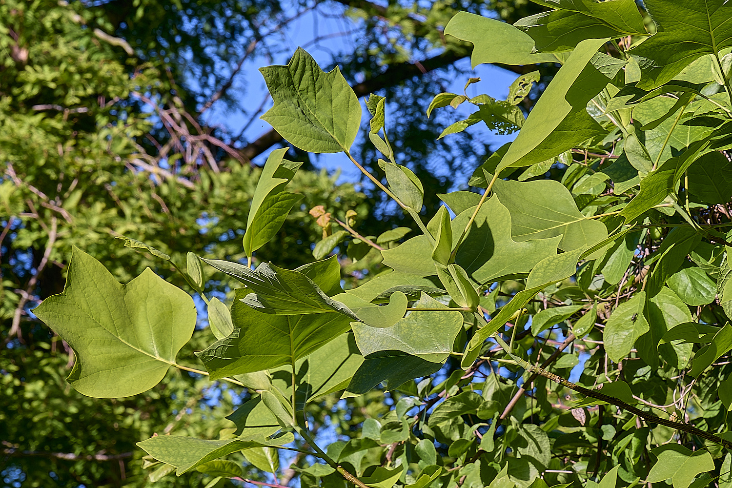 NorwichTulipTree200525-3