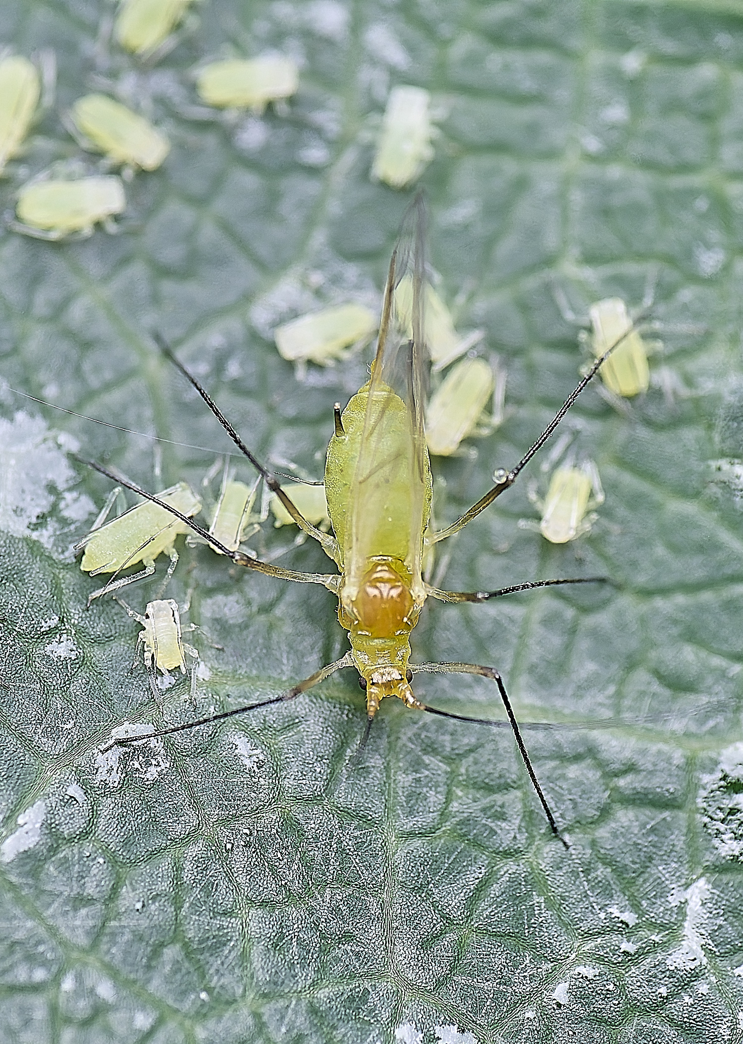 NorwichTulipTreeAphid150625-1