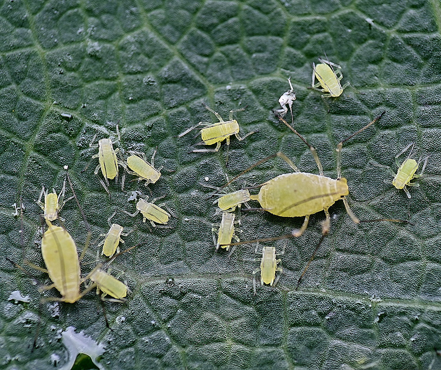 NorwichTulipTreeAphid150625-2
