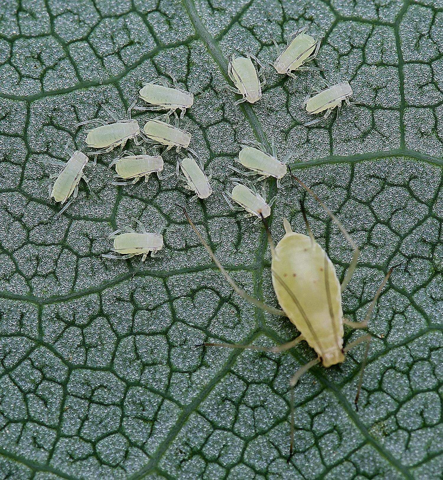 NorwichTulipTreeAphid160625-2